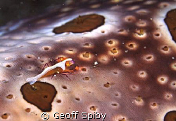 a commensal shrimp blends in with its sea cucumber host
... by Geoff Spiby 
